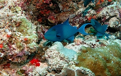 Velidhu - 2013_03_10 - IMG_0333rf_Baliste bleu ou a dents rouges - Odonus niger_Gaagandu faru_Plongee